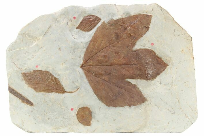 Huge, Plate of Paleocene Leaf Fossils - Glendive, Montana #216909